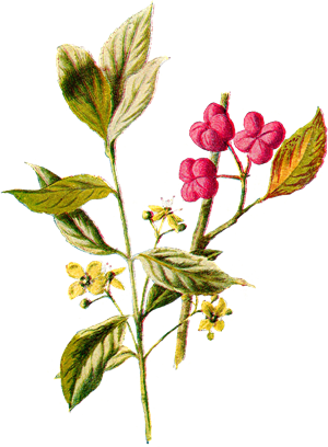 &nbsp;"Spring Renewal" (75 min./$99)
 Photo