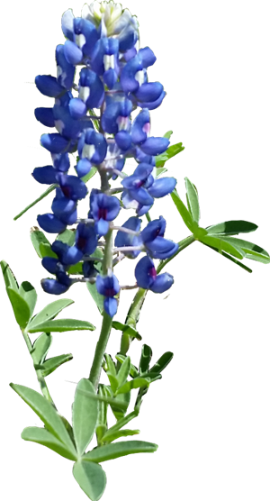 "Spring Serenity" (90 min/$159) Photo